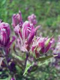 Castilleja rubra. Цветки. Иркутская обл., р. Турука, обочина дороги. 20.07.2007.