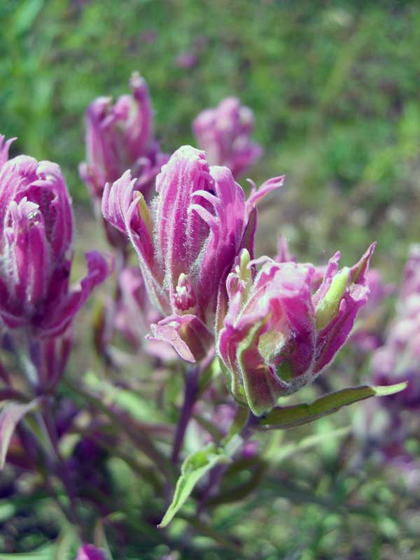 Изображение особи Castilleja rubra.