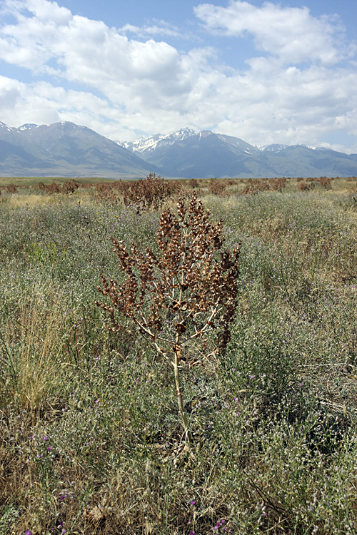 Image of Salvia aethiopis specimen.