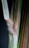 Calamagrostis barbata