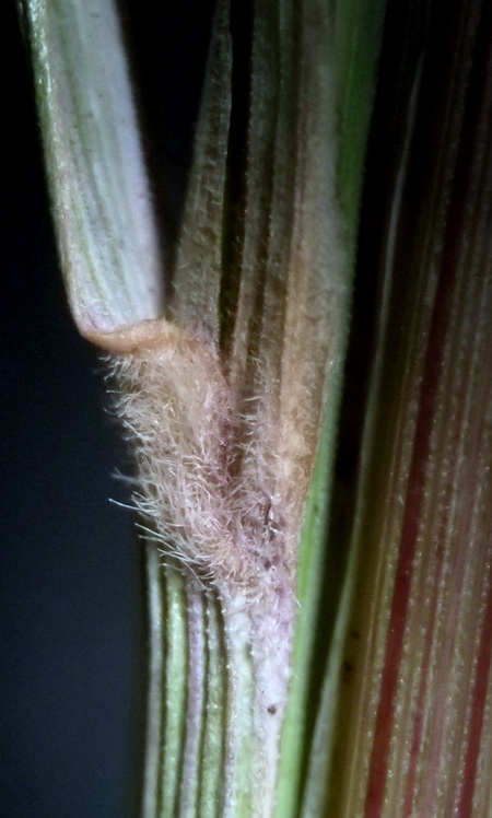 Изображение особи Calamagrostis barbata.