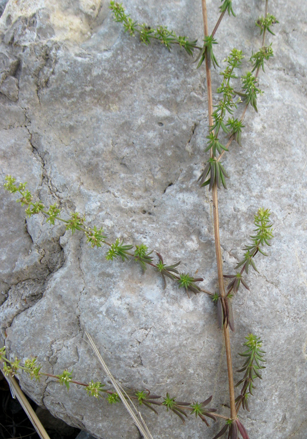 Изображение особи Galium humifusum.