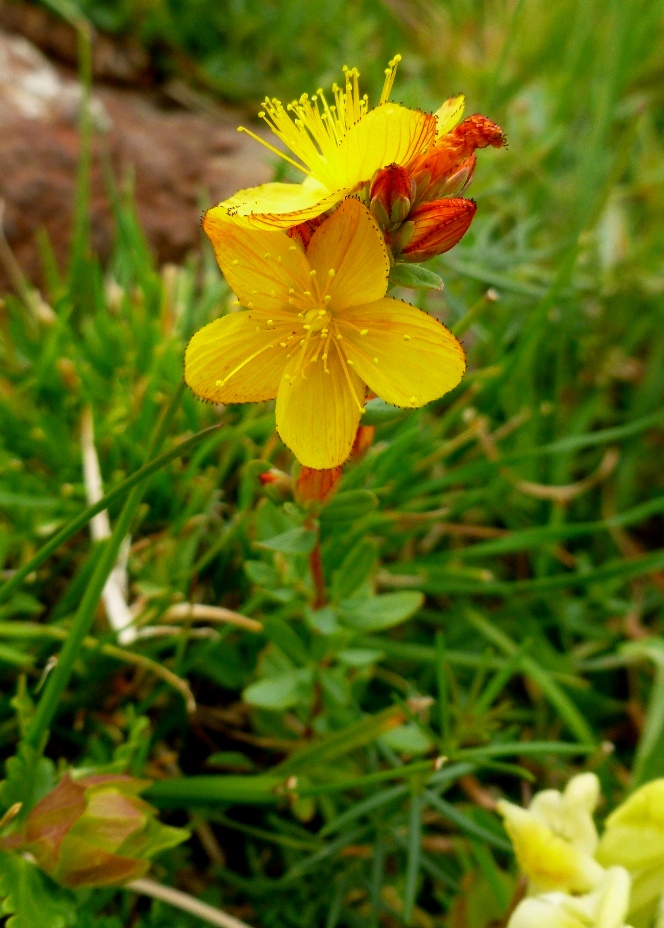 Изображение особи Hypericum linarioides.