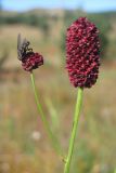 Sanguisorba officinalis. Соцветия с кормящейся мухой. Крым, Ялтинская яйла. 26 июля 2012 г.