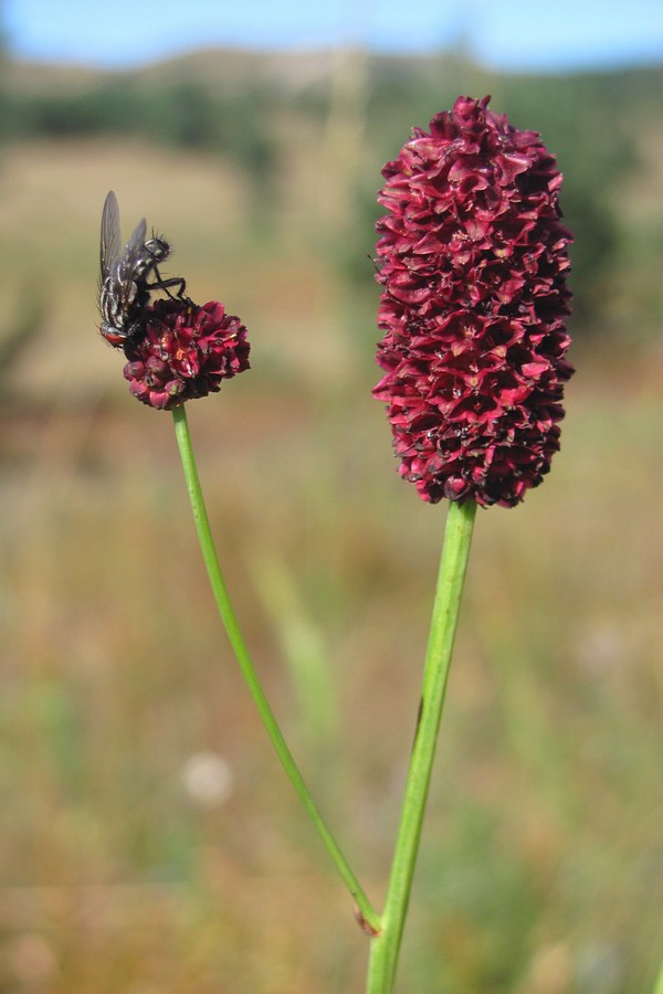 Image of Sanguisorba officinalis specimen.