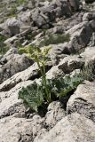 Rheum cordatum. Зацветающее растение. Южный Казахстан, хр. Боролдайтау, гора Нурбай; 1100 м н.у.м. 23.04.2012.