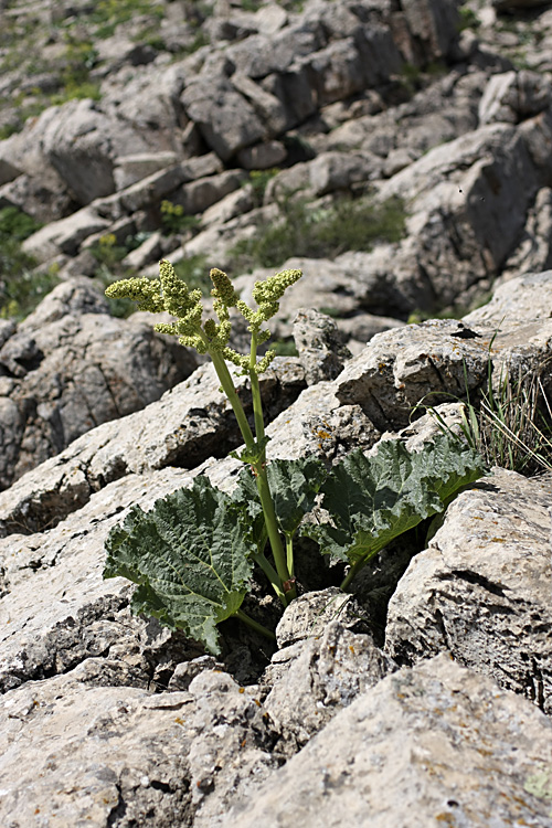 Image of Rheum cordatum specimen.