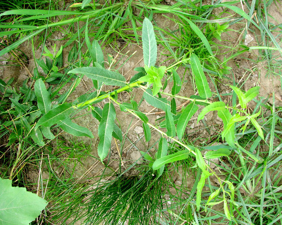 Image of Salix &times; alopecuroides specimen.