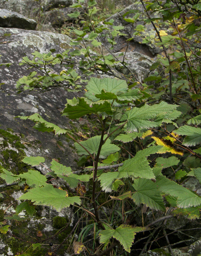Image of Ribes biebersteinii specimen.