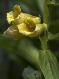 Digitalis grandiflora