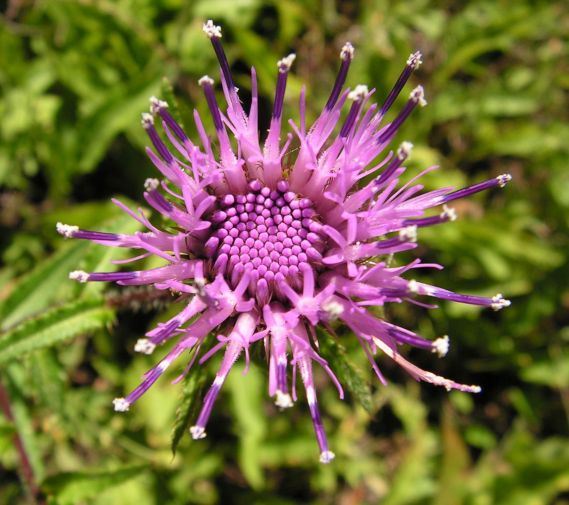 Изображение особи Cirsium vlassovianum.