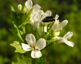 Alliaria petiolata