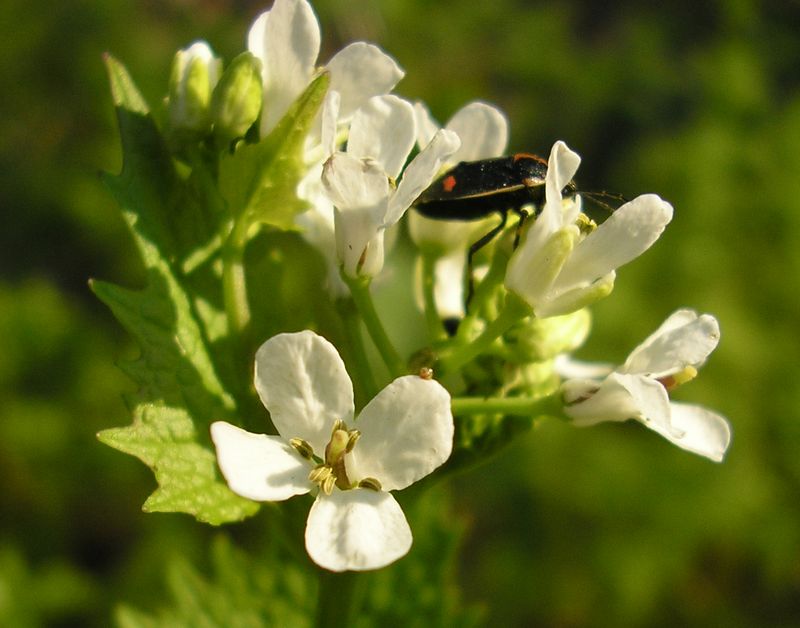 Image of Alliaria petiolata specimen.