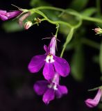 Lobelia erinus. Цветок и бутоны (сорт 'Королевский Дворец'). Московская обл., Раменский р-н, окр. дер. Хрипань, садовый участок. 03.08.2012.