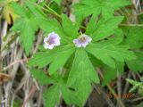 Geranium sibiricum