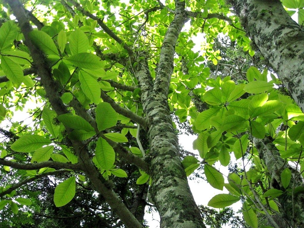 Image of Magnolia hypoleuca specimen.