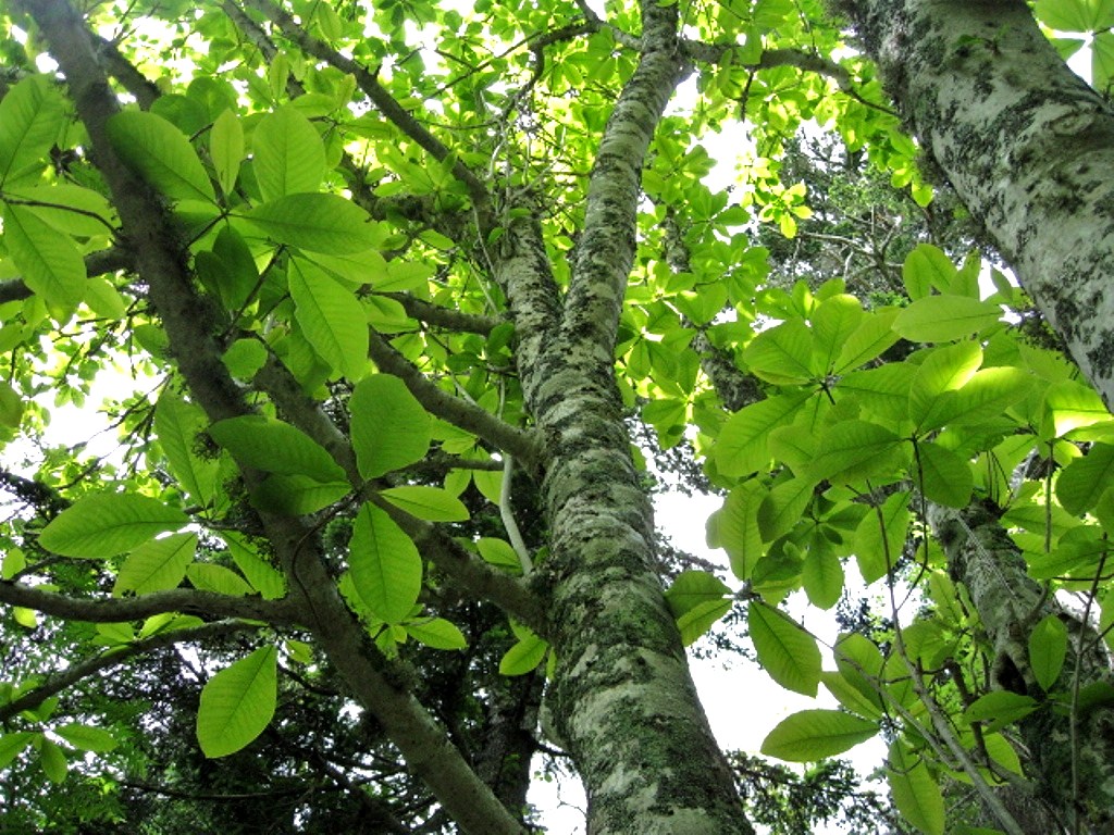 Изображение особи Magnolia hypoleuca.