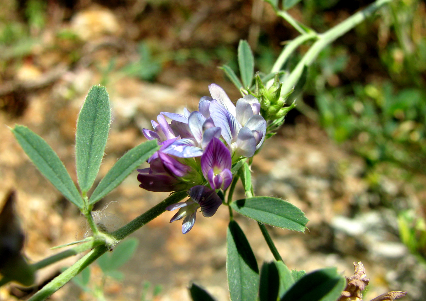 Image of Medicago &times; varia specimen.