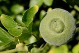 Poncirus trifoliata. Невызревший плод и лист. Германия, г. Krefeld, ботанический сад. 16.09.2012.