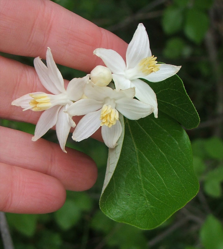 Image of genus Styrax specimen.