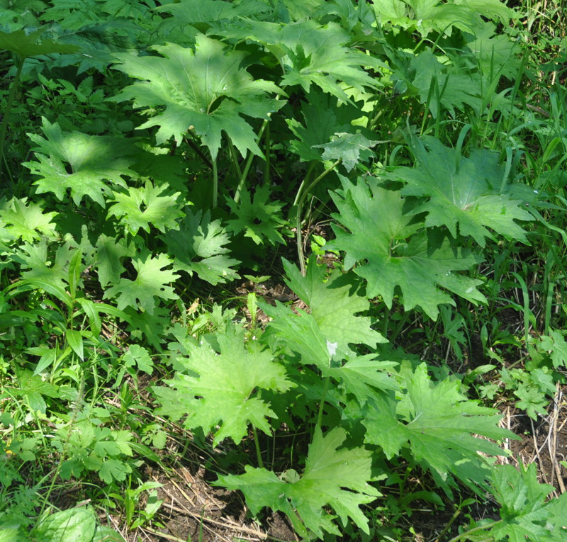 Image of Petasites tatewakianus specimen.