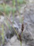 genus Carex