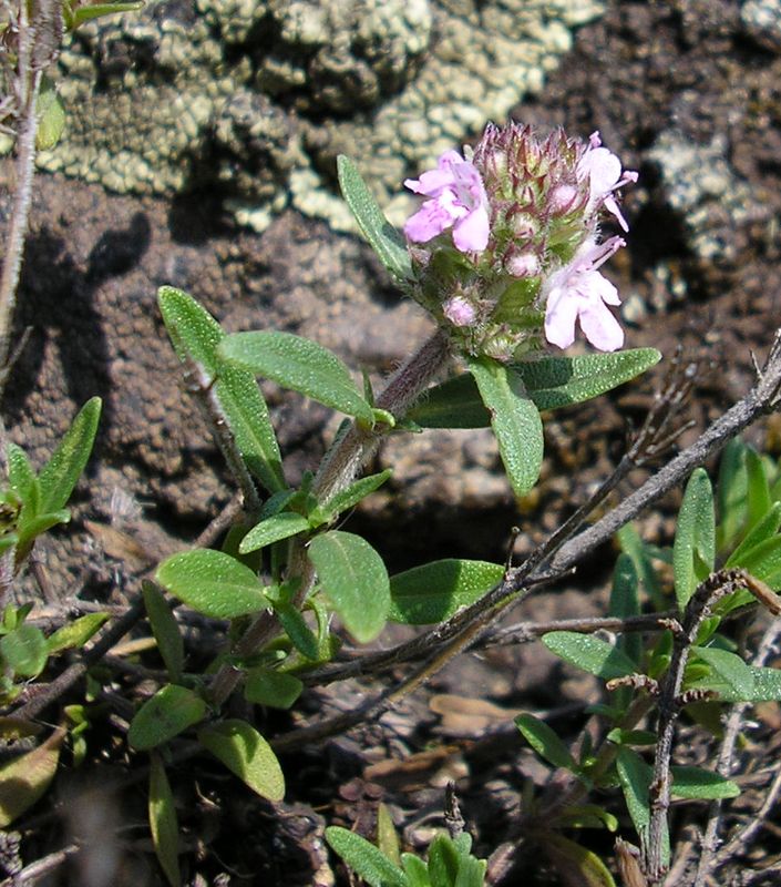 Изображение особи Thymus &times; dimorphus.