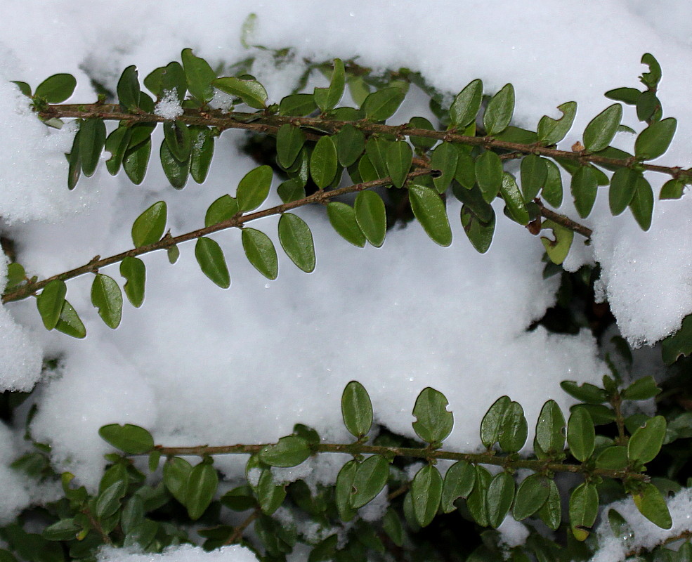 Image of Lonicera ligustrina var. yunnanensis specimen.