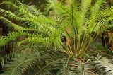 Cycas circinalis