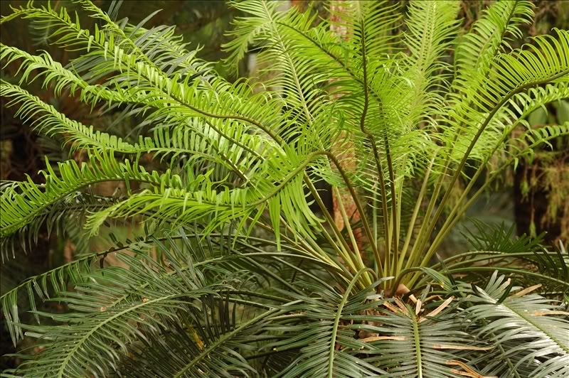 Изображение особи Cycas circinalis.