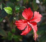 Hibiscus rosa-sinensis. Верхушка побега с цветком. Египет, Синай, Шарм-эль-Шейх. 22.02.2009.