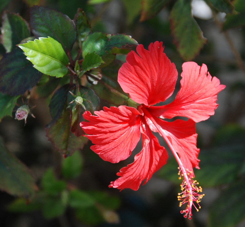 Image of Hibiscus rosa-sinensis specimen.