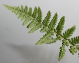 Dryopteris pseudomas