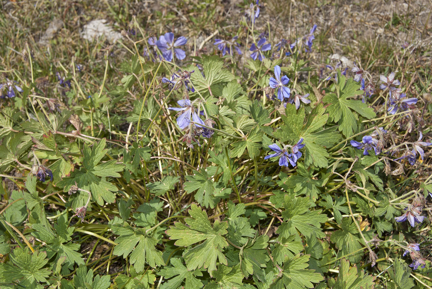 Image of Geranium saxatile specimen.