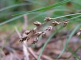 Carex brunnescens. Верхушки стеблей с соплодиями. Украина, Сумская обл., Середино-Будский р-н, национальный природный парк \"Деснянско-Старогутский\". 04.08.2006.