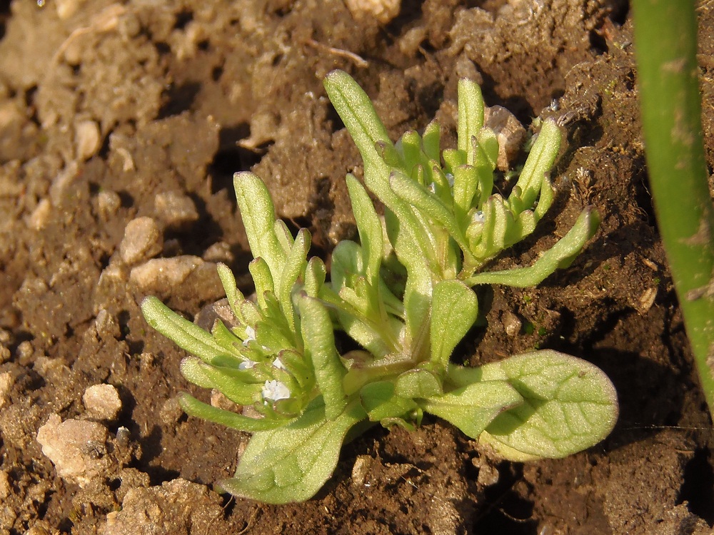 Image of genus Valerianella specimen.