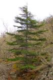 Cedrus libani. Дерево. Южный Берег Крыма, гора Аю-Даг, северный склон. 14 апреля 2013 г.