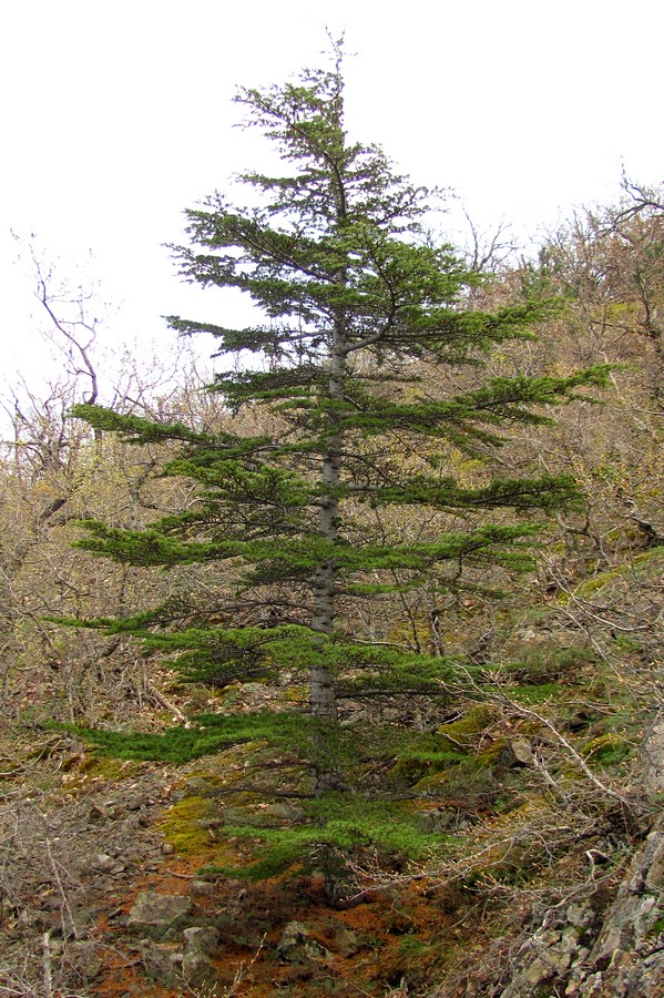 Image of Cedrus libani specimen.