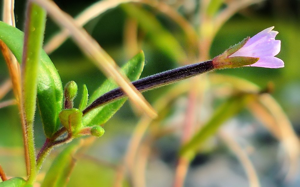 Image of Epilobium fastigiato-ramosum specimen.