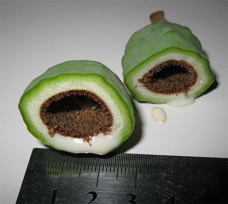 Image of Ficus pumila specimen.