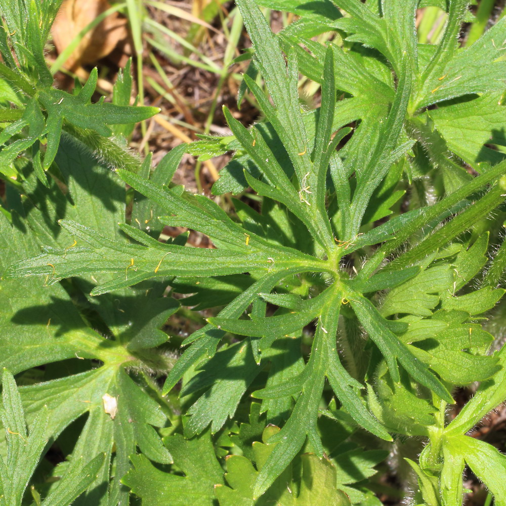 Image of genus Ranunculus specimen.