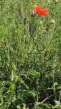 Papaver rhoeas