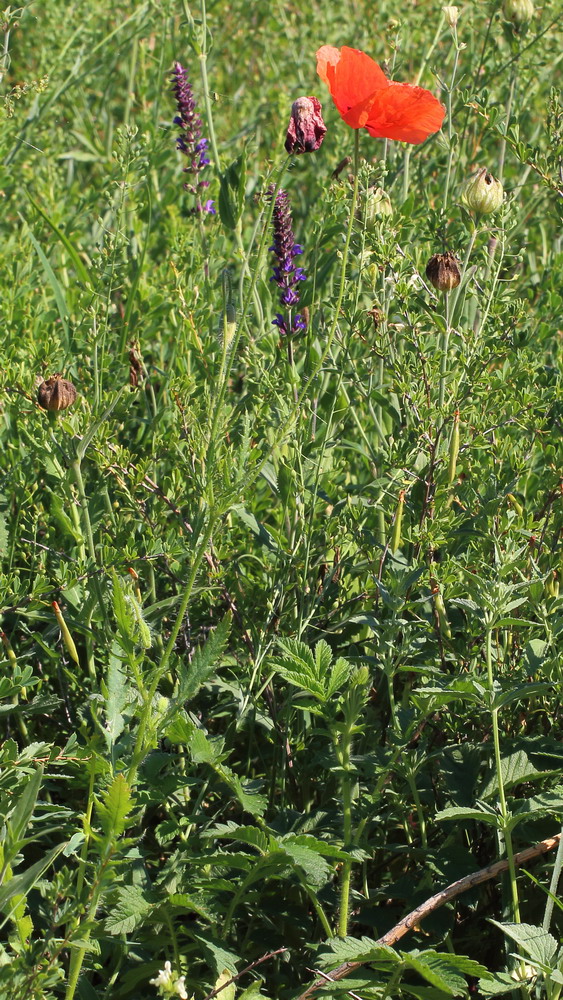 Image of Papaver rhoeas specimen.