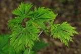 Acer japonicum