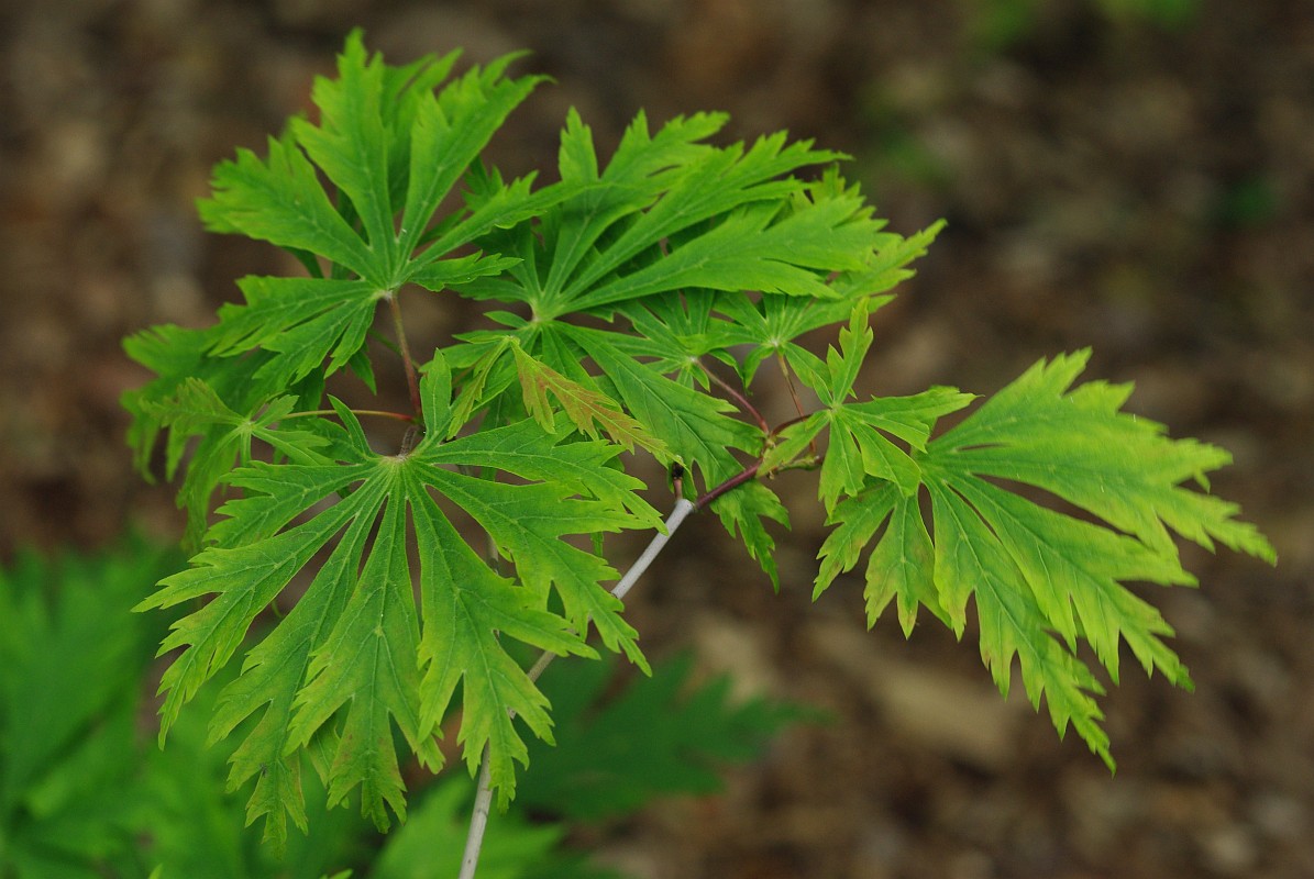 Изображение особи Acer japonicum.