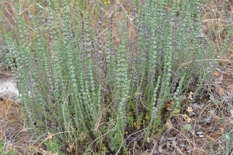 Image of genus Micromeria specimen.