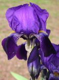 род Iris