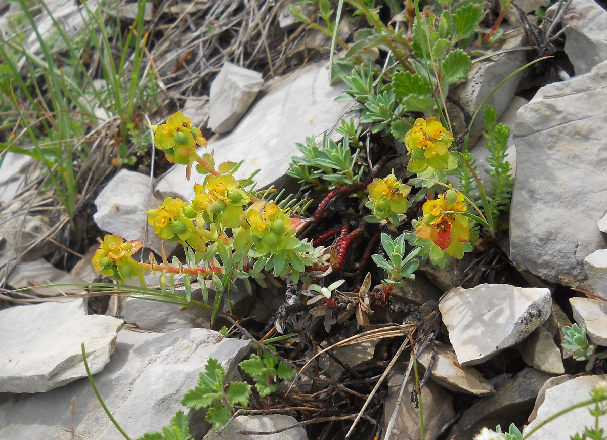 Image of Euphorbia erythrodon specimen.