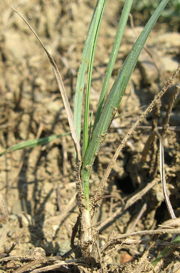 Image of Bromopsis riparia specimen.