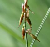 Carex pulicaris